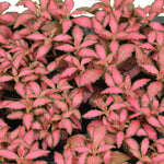 Fittonia albivenis ‘Forest Flame’ Baby close up photo of many baby plants together with green and red variegated leaves
