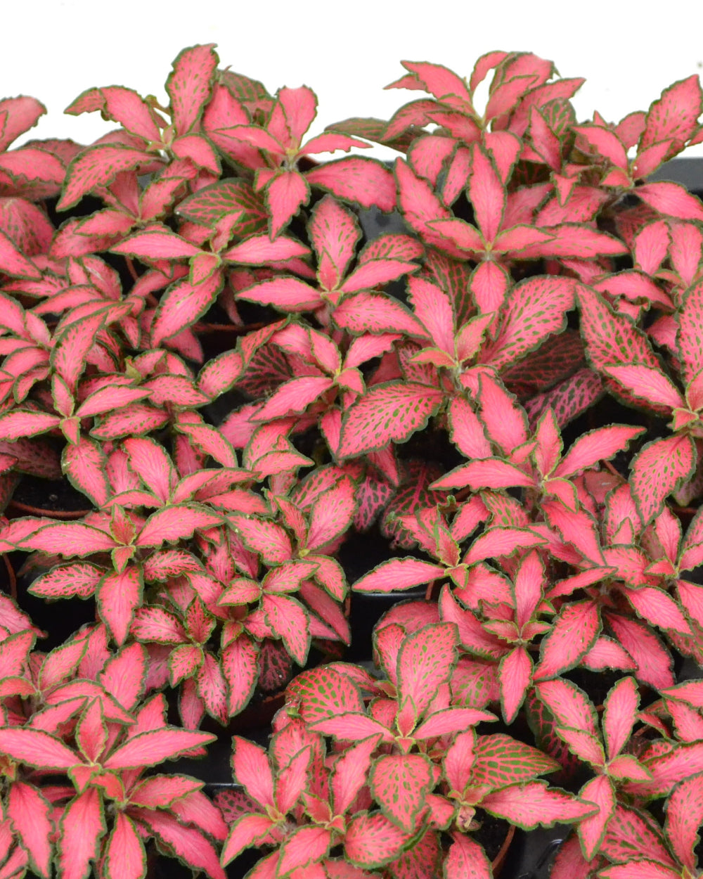 Fittonia albivenis ‘Forest Flame’ Baby close up photo of many baby plants together with green and red variegated leaves