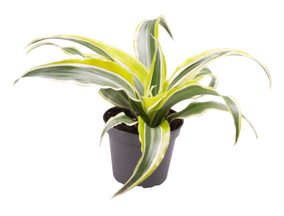 Potted plant with variegated leaves on a white background