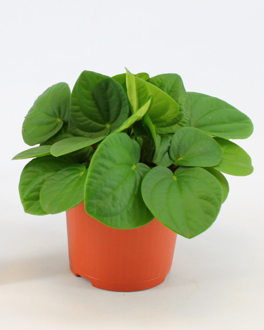 Peperomia ‘Rana Verde’ in its nursery pot showing dense, glossy green foliage and a tidy, compact growth habit.