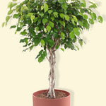 Ficus Exotica (Twisted Stem) XL