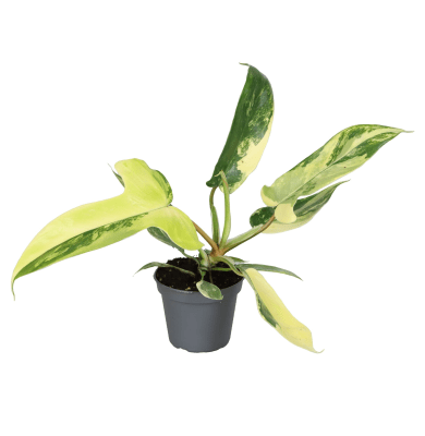 philodendron florida beauty baby Philodendron 'Florida Beauty' Baby