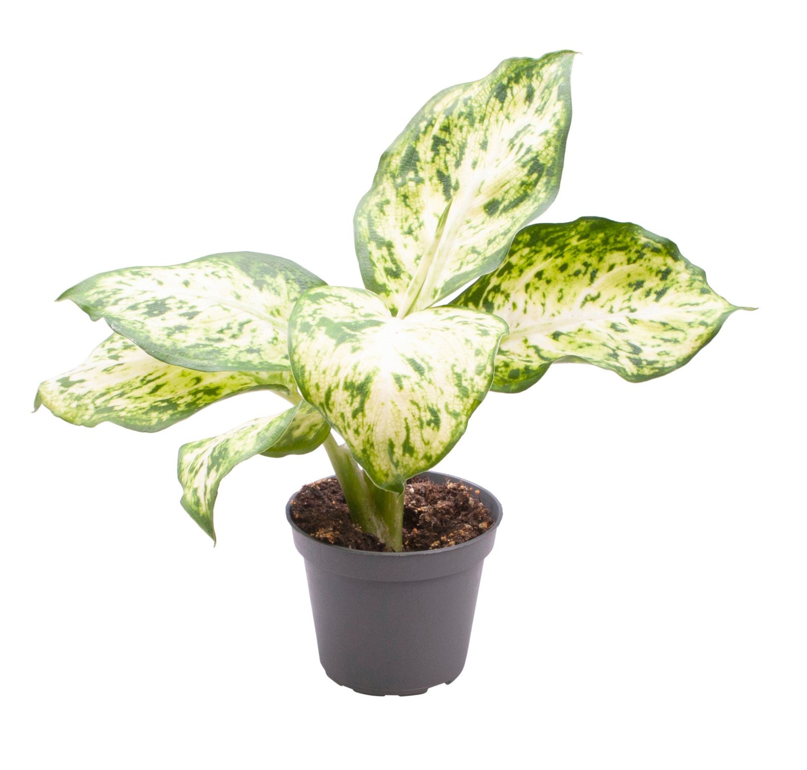 Dieffenbachia Maculata Amy 