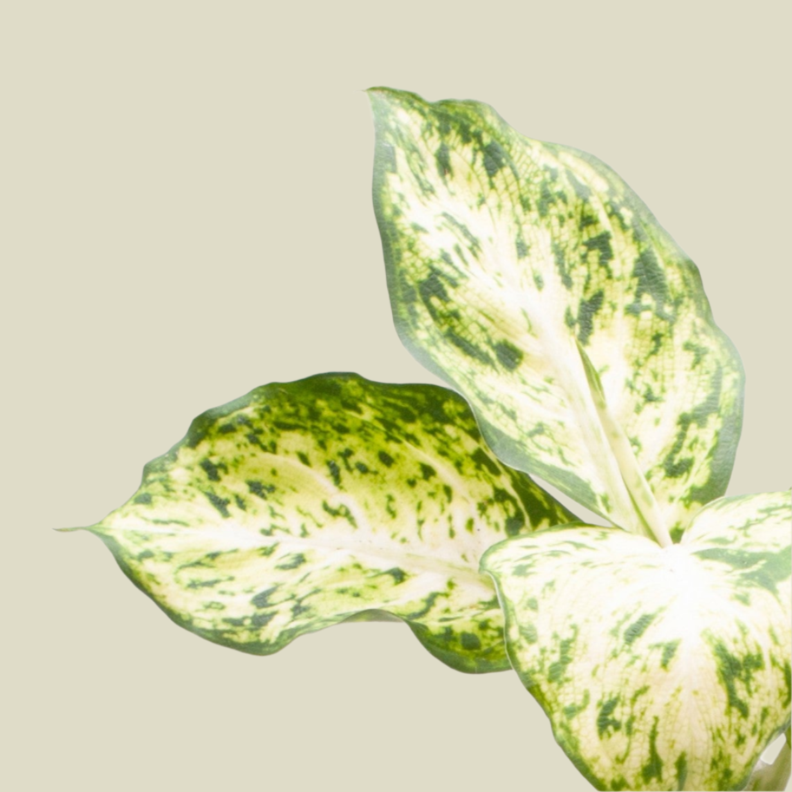 Dieffenbachia Maculata Amy 