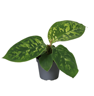 Homalomena wallisii ‘Camouflage’ 