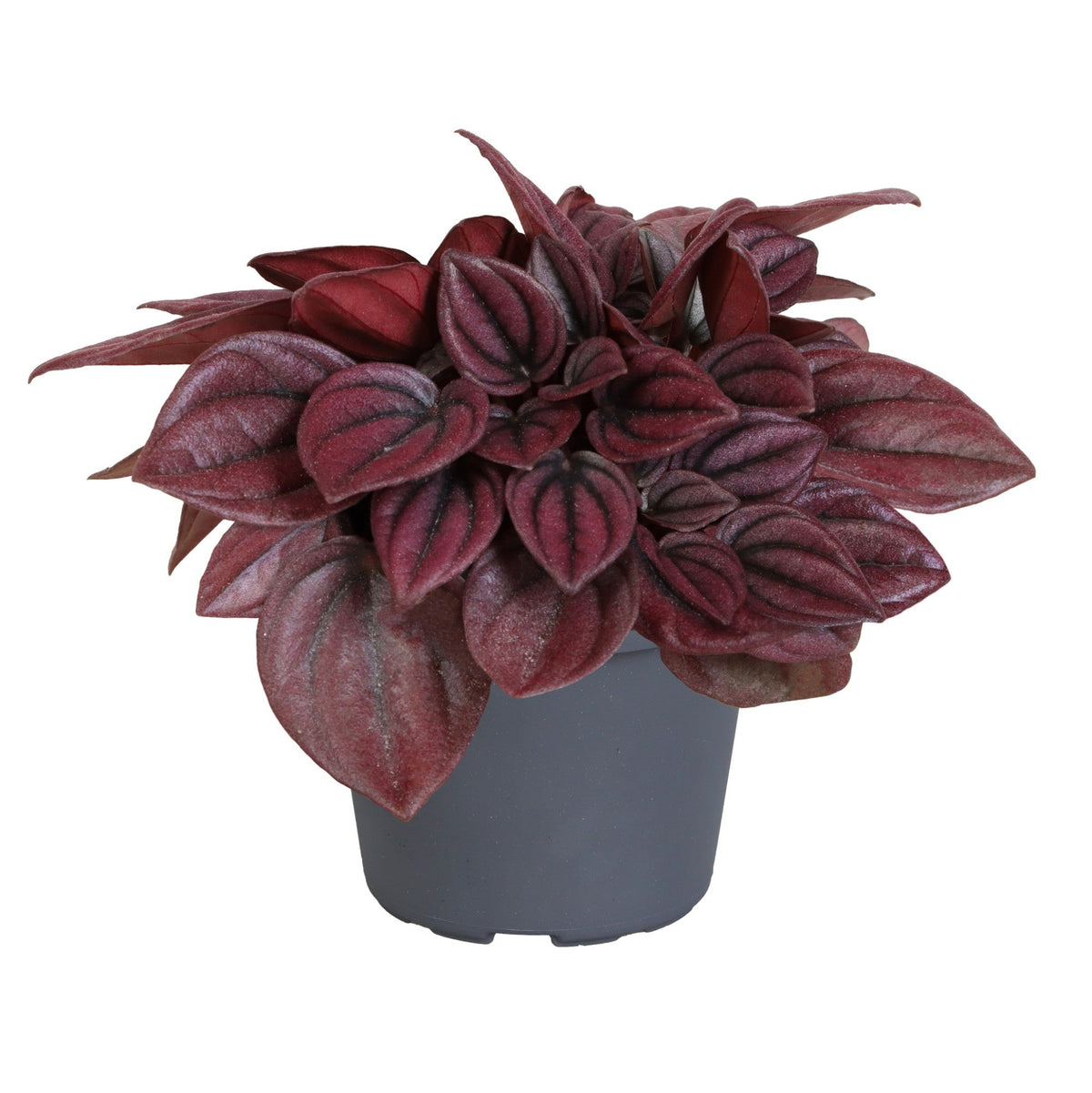 Peperomia Caperata ‘Cayenne’ Baby