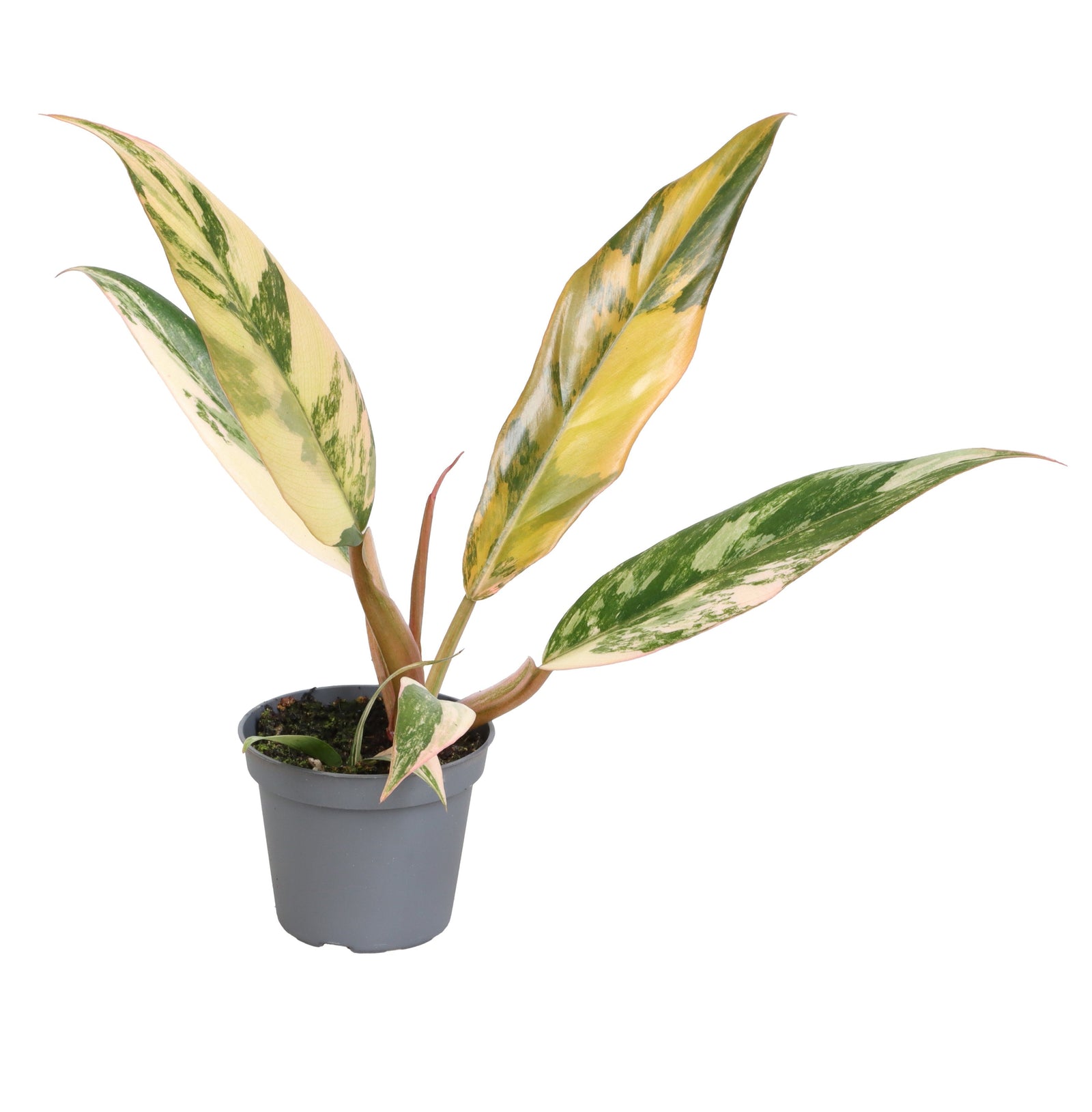 healthy philodendron caramel marble plant with green and yellow leaves on a white background