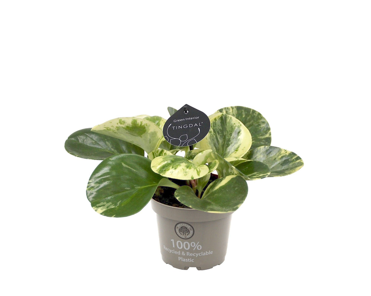 Peperomia obtusifolia 'Green Gold'