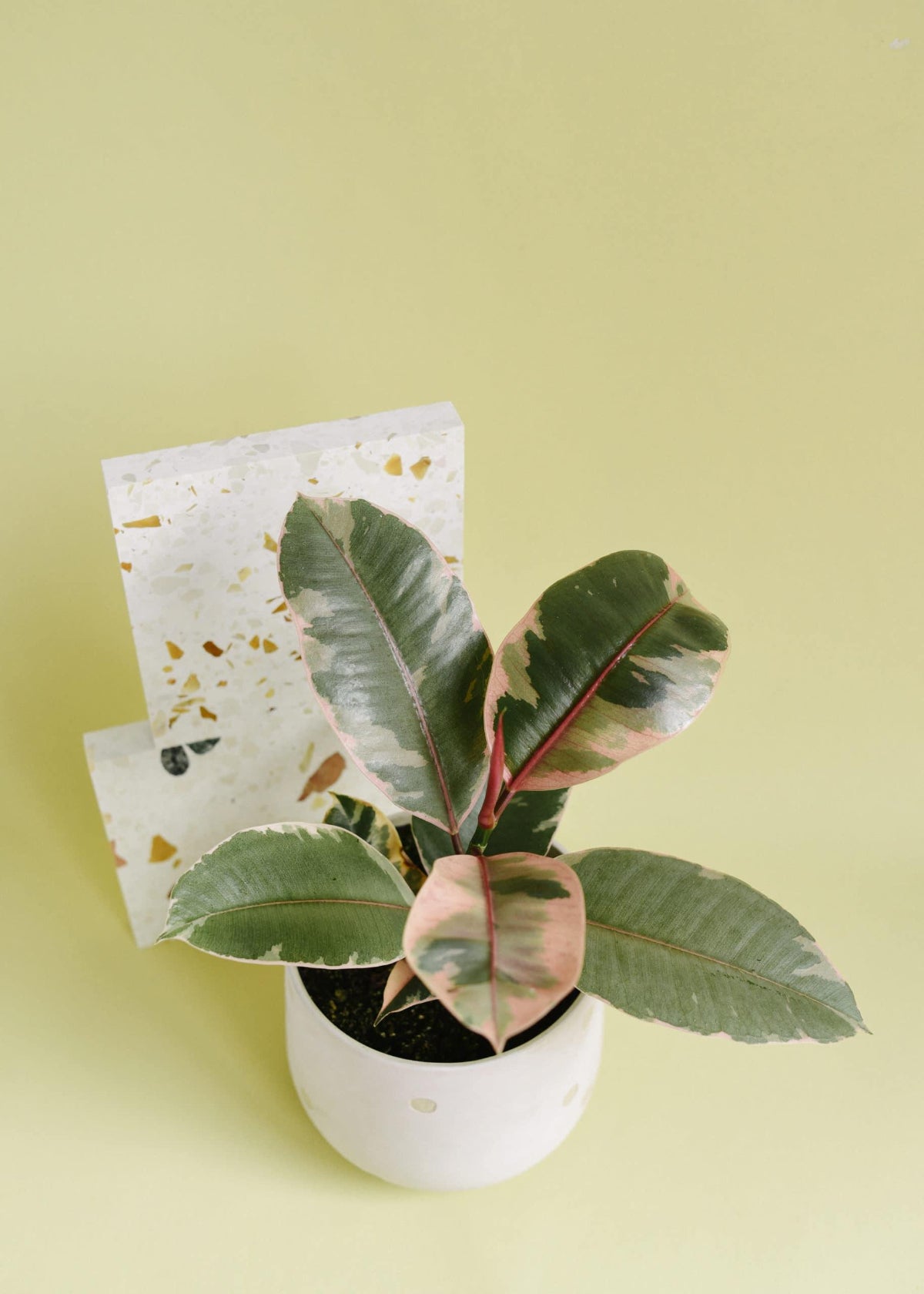 Ficus elastica 'Belize' Medium