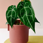 Anthurium Forgetti Medium -  Plant Circle.