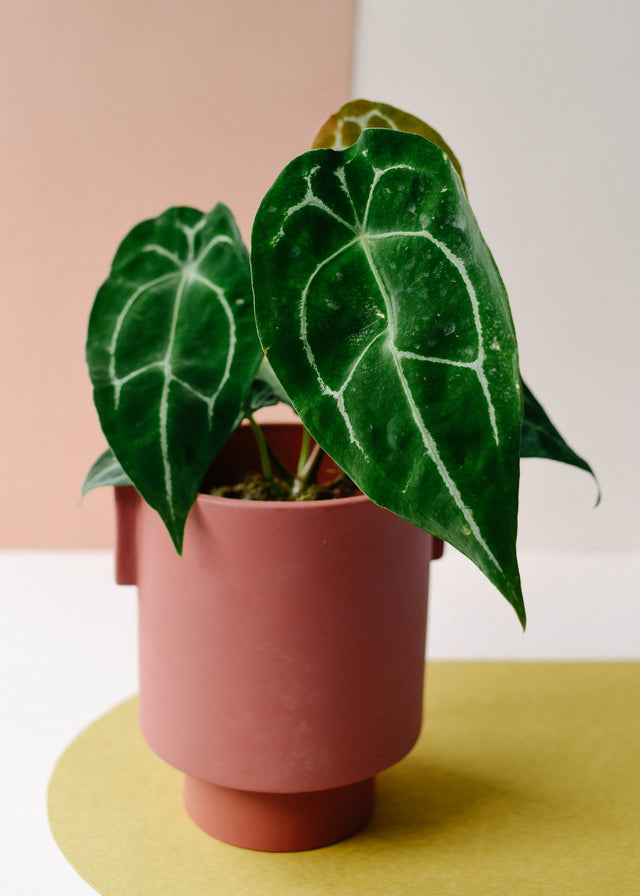 Anthurium Forgetti Medium -  Plant Circle.