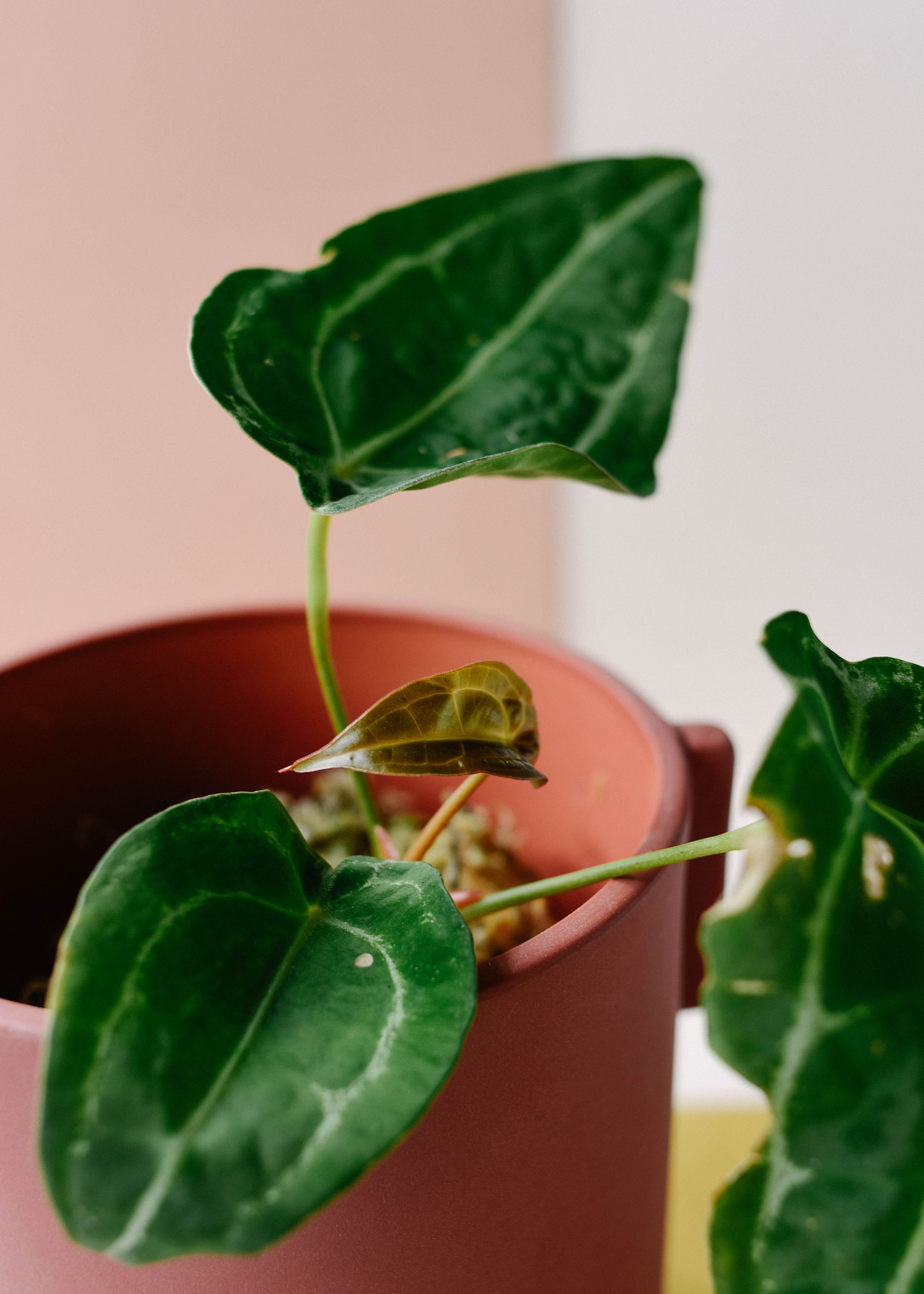 Anthurium Forgetti Medium | Plant Circle