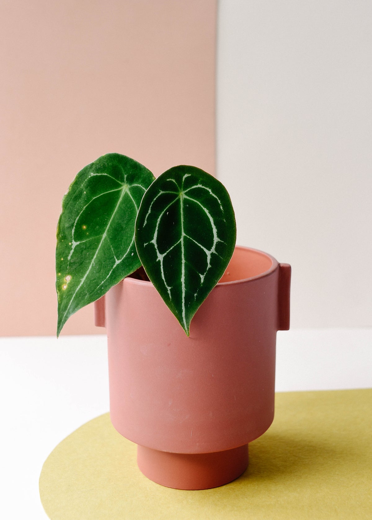 Anthurium Forgetti Baby -  Plant Circle.