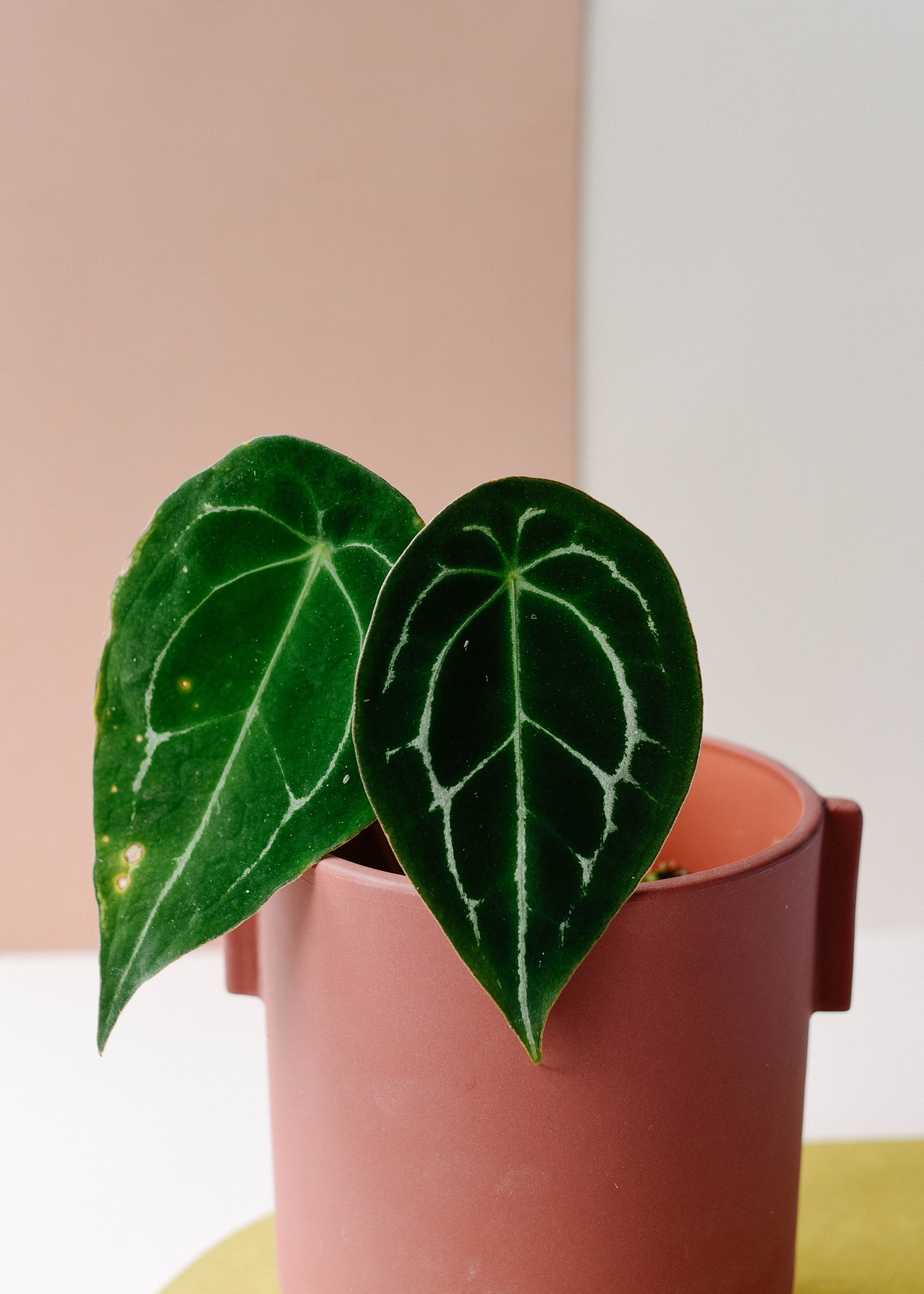 Anthurium Forgetti Medium | Plant Circle