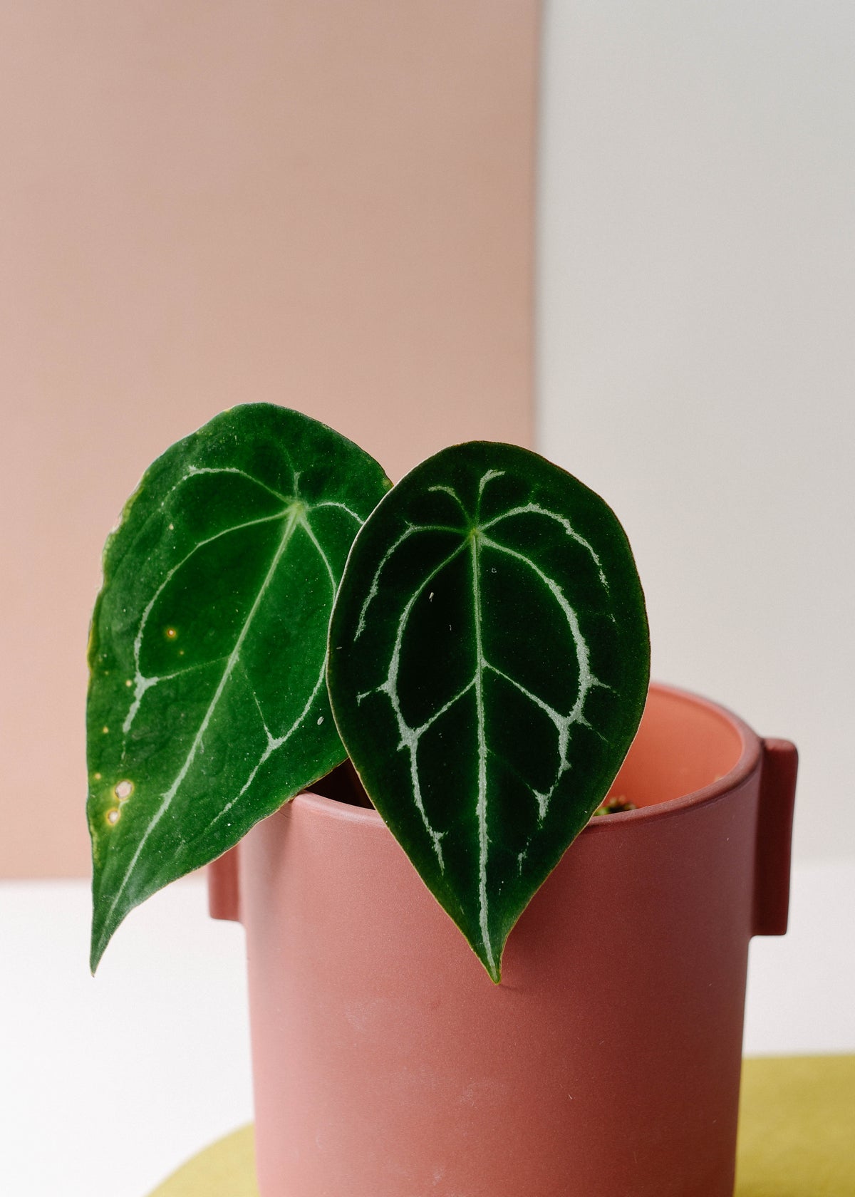 Anthurium Forgetti Medium -  Plant Circle.