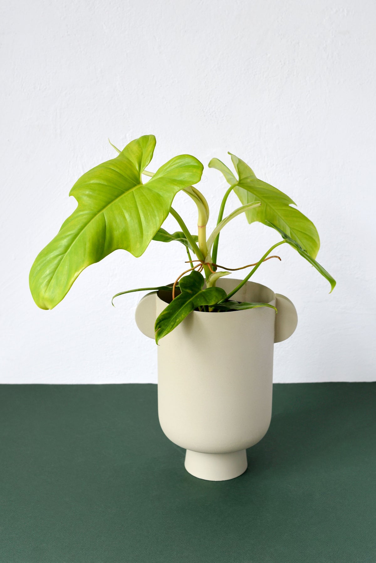 A green leafy houseplant in a cream-colored ceramic planter with side handles, set against a split white and dark green background.