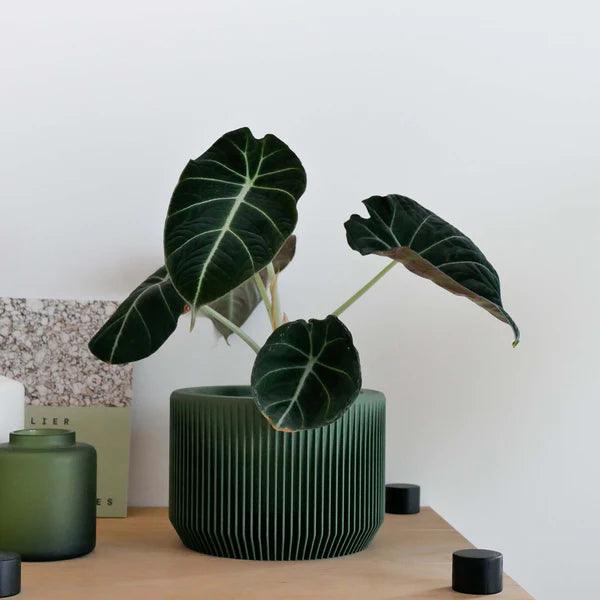 Minimum Design ‘Praha’ Planter | 3D Printed in France -  Plant Circle.