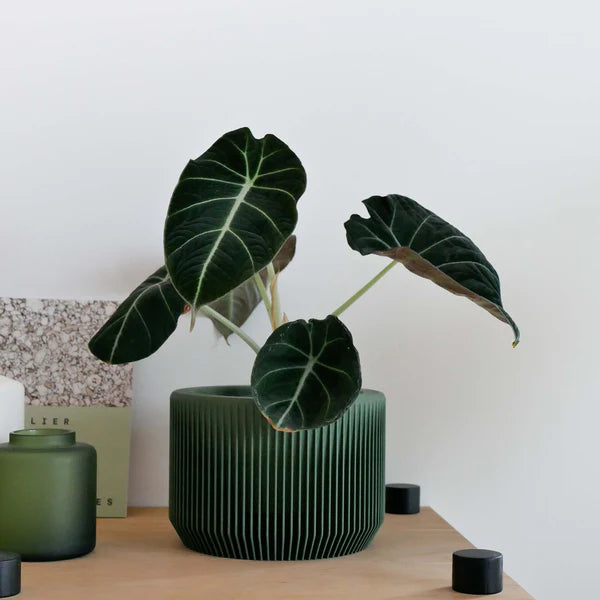 Minimum Design ‘Praha’ Planter | 3D Printed in France soft-green 3