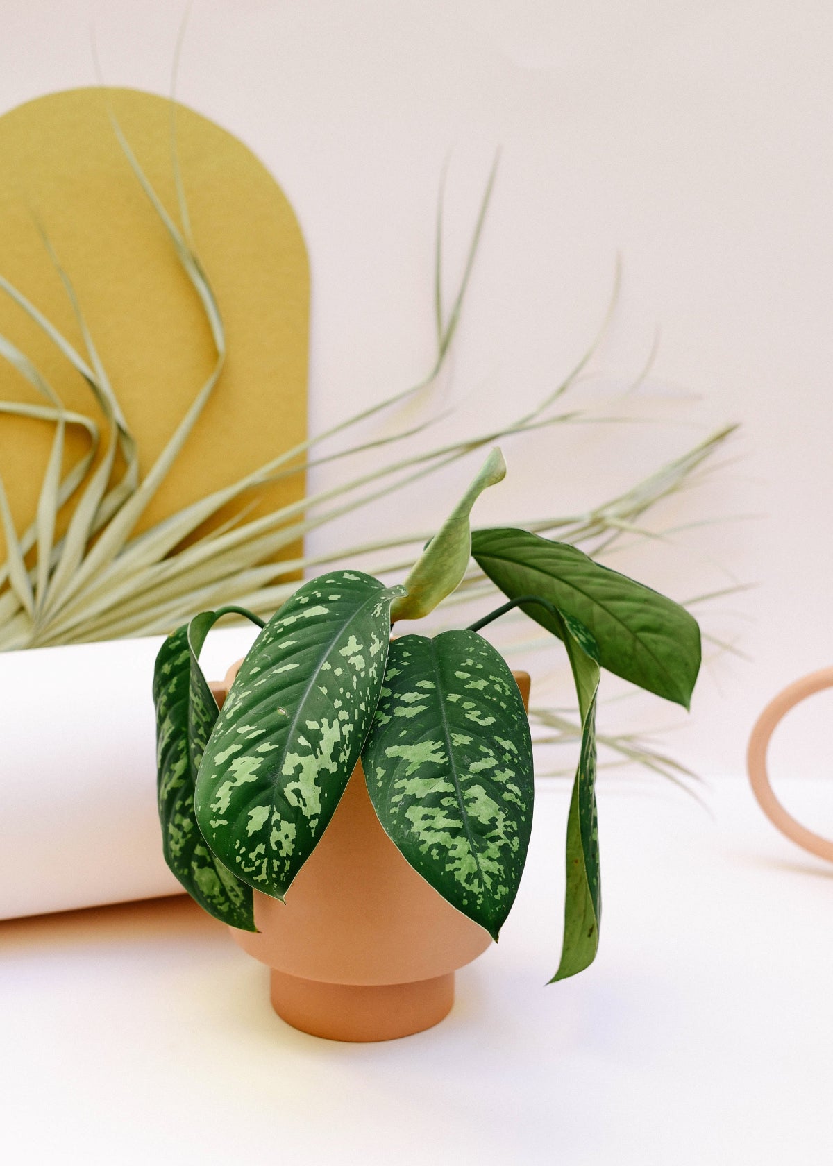 Homalomena wallisii ‘Camouflage’ Baby