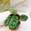 Homalomena wallisii ‘Camouflage’ Baby