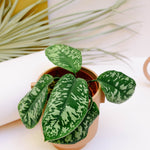 Homalomena wallisii ‘Camouflage’ Baby