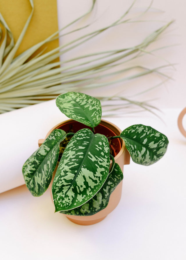 Homalomena wallisii ‘Camouflage’ Baby