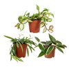 Hoya Plant Set: Hoya Carnosa Tricolor, Wayetii, Latifolia Albomarginata
