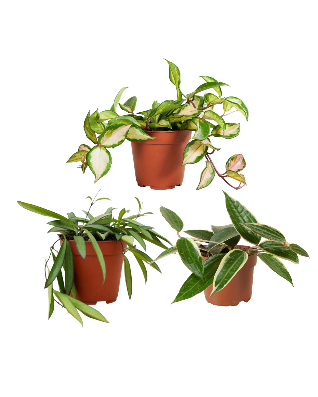 Hoya Plant Set: Hoya Carnosa Tricolor, Wayetii, Latifolia Albomarginata