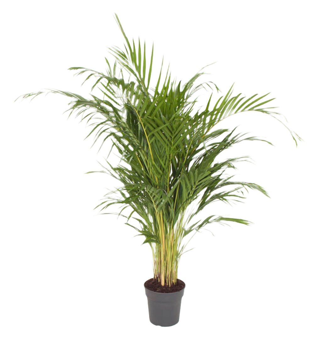 Dypsis Lutescens (Areca) 120cm by Plant Circle – Large, Approx. 120.0cm height by Plant Circle – 21.0cm Pot
