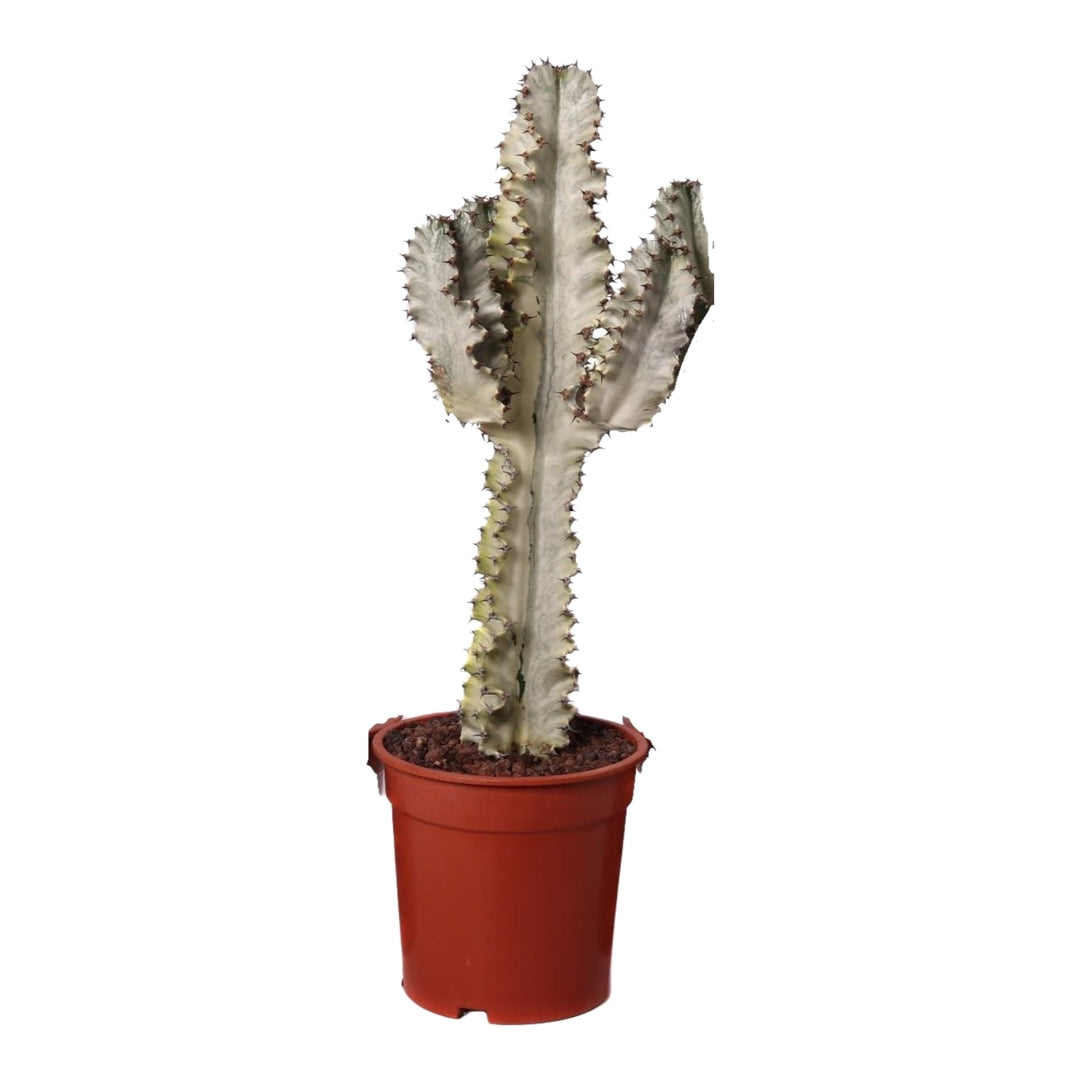 Euphorbia Ingens Marmorata L by Plant Circle – Large, Approx. 70.0cm height by Plant Circle – 21.0cm Pot