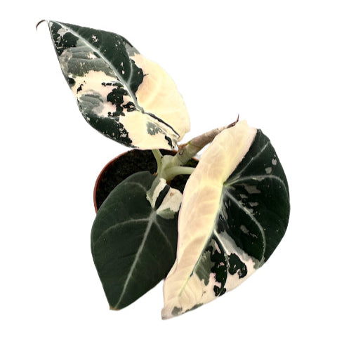 Rare Baby Alocasia Black Velvet Pink Albo Variegated by Plant Circle 