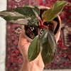 Philodendron Pink Princess Marble Baby