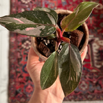 Philodendron Pink Princess Marble Baby