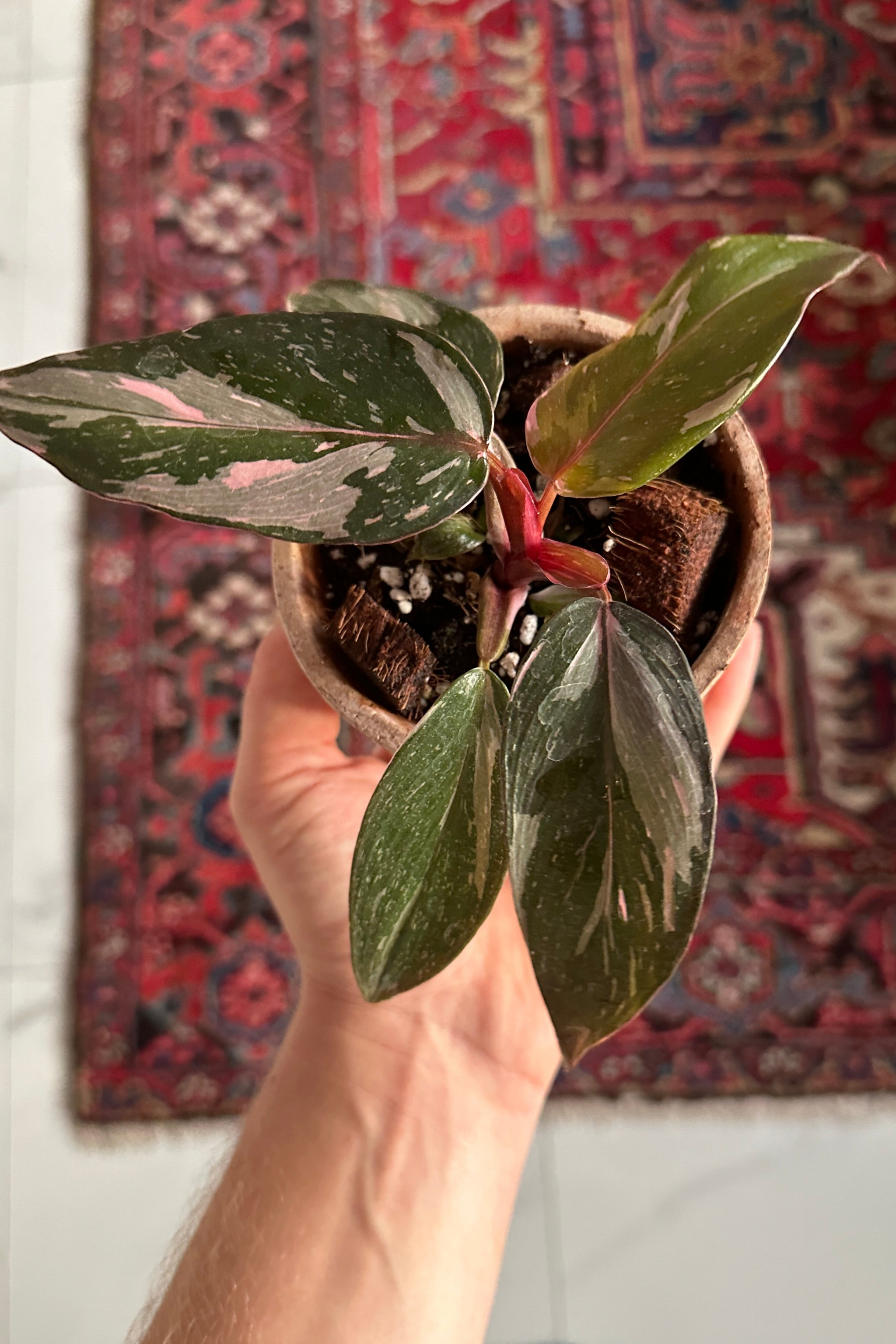 Philodendron Pink Princess Marble Baby