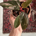 Hand holding a baby Philodendron ‘Pink Princess Marble’ in a nursery pot, showing variegated pink and green leaves above a patterned rug.

