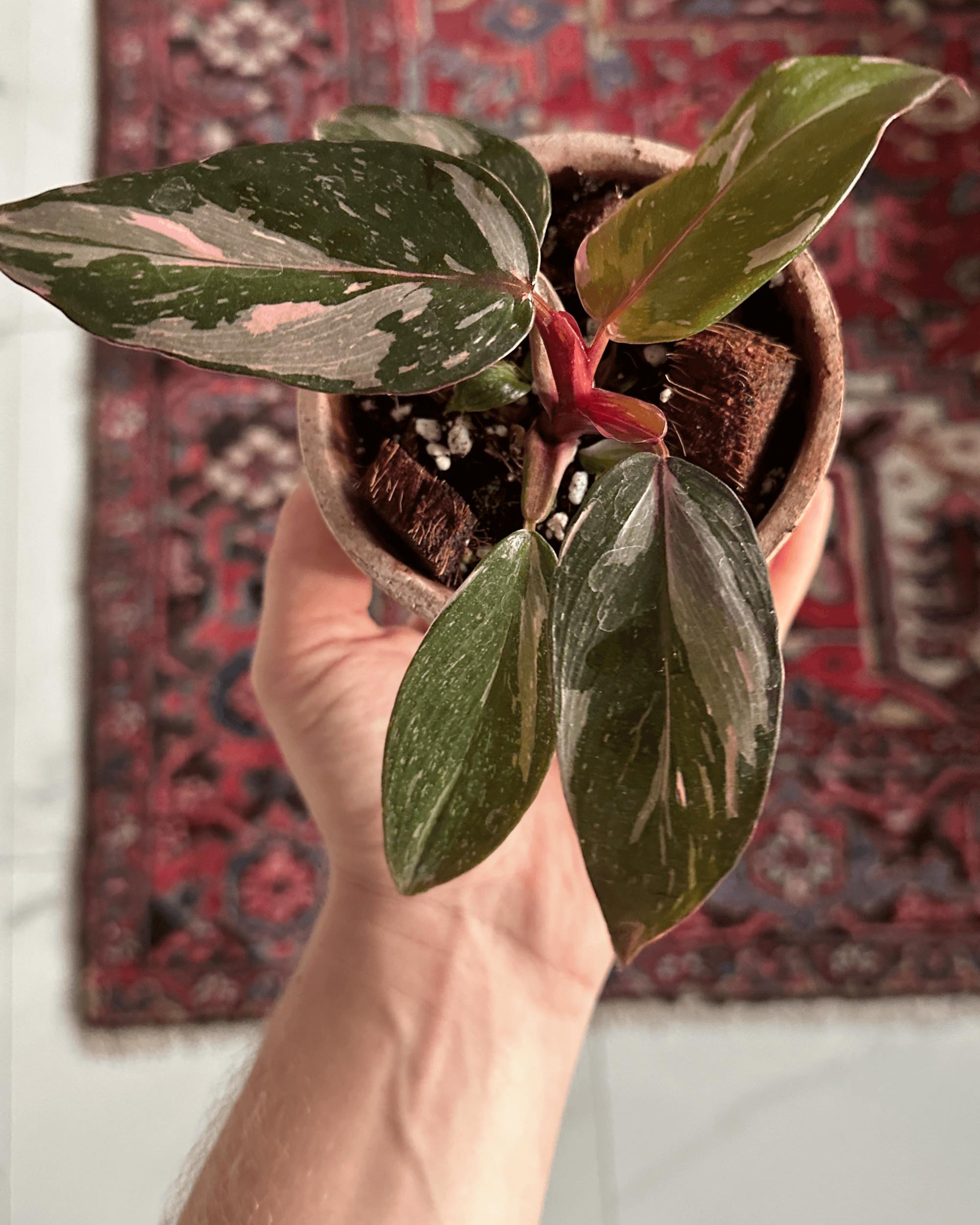 Hand holding a baby Philodendron ‘Pink Princess Marble’ in a nursery pot, showing variegated pink and green leaves above a patterned rug.
