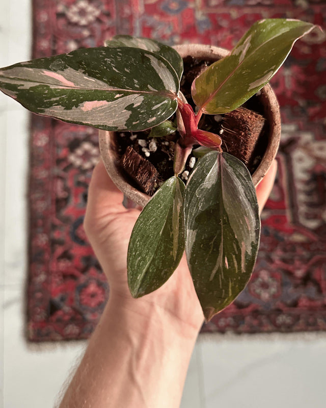 Hand holding a baby Philodendron ‘Pink Princess Marble’ in a nursery pot, showing variegated pink and green leaves above a patterned rug.
