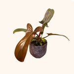 Philodendron Florida Bronze