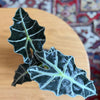 Alocasia 'Polly' – Medium, Approx. 40.0cm height – 12.0cm Pot 2