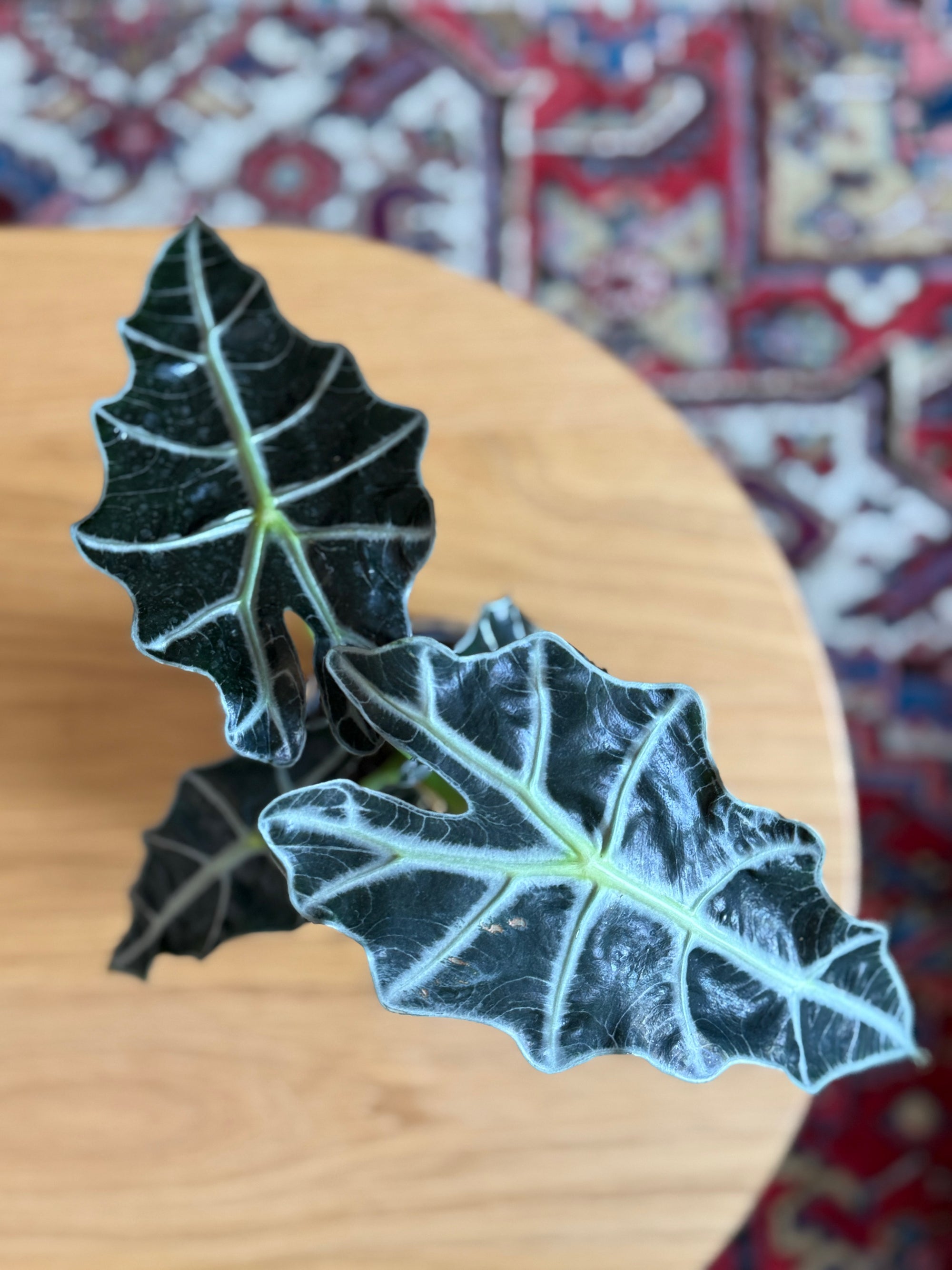 Alocasia 'Polly'