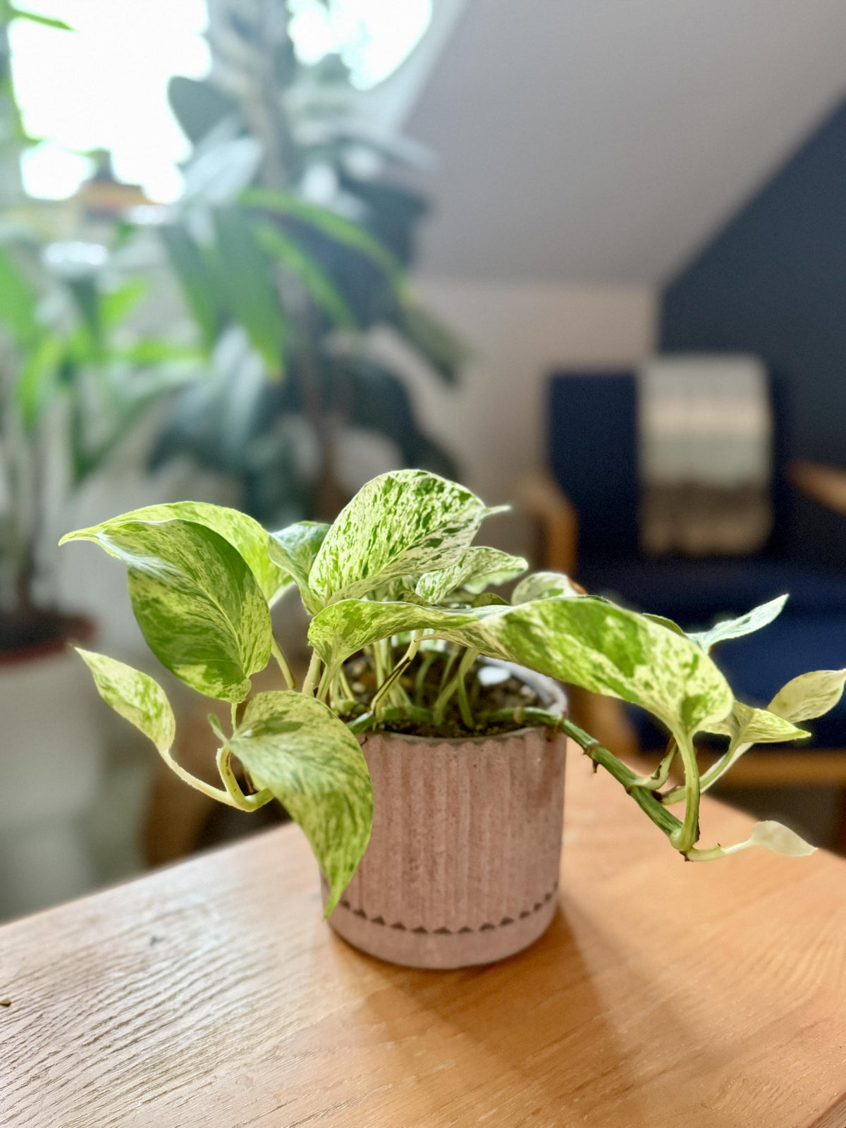 A potted Epipremnum pinnatum 'Marble Queen' plant with heart-shaped leaves displaying cream and green marbling, placed on a wooden surface in a home environment.