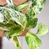 Epipremnum aureum 'Marble Queen' Medium