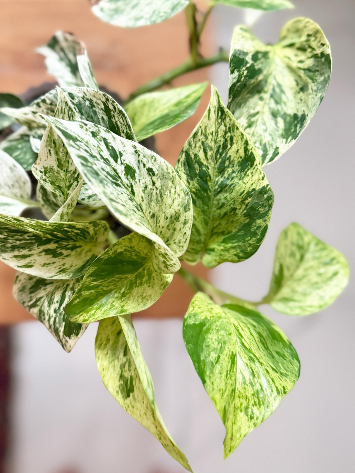 xxxx pothos Epipremnum aureum 'Marble Queen' Medium
