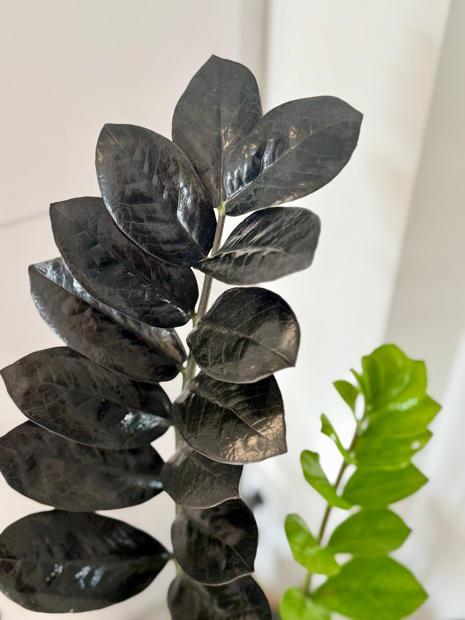 Zamioculcas zamiifolia “Black Raven”