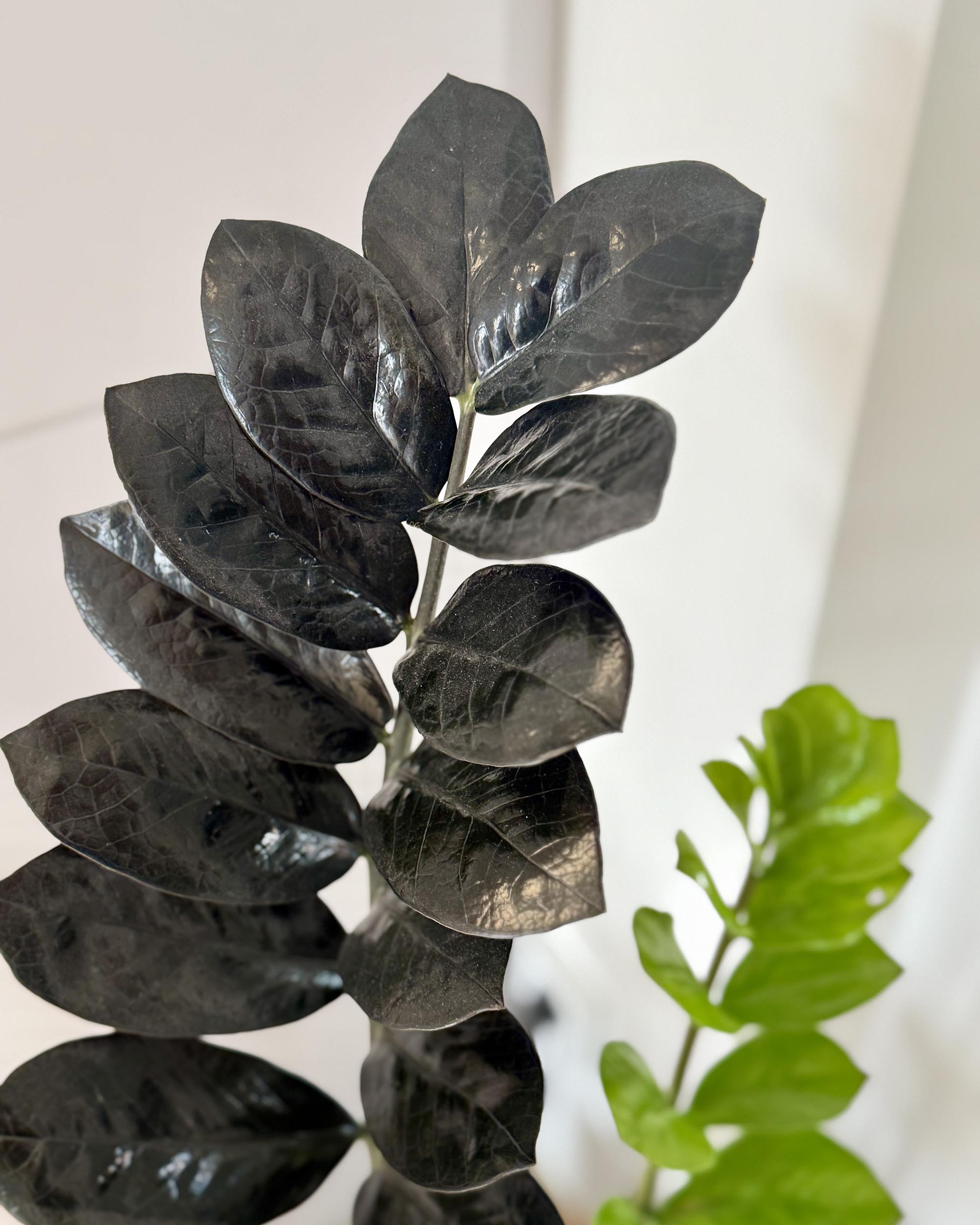 Comparison of Zamioculcas zamiifolia ‘Black Raven’ and standard green ZZ leaves. A perfect ZZ plant for your indoor houseplant collection.