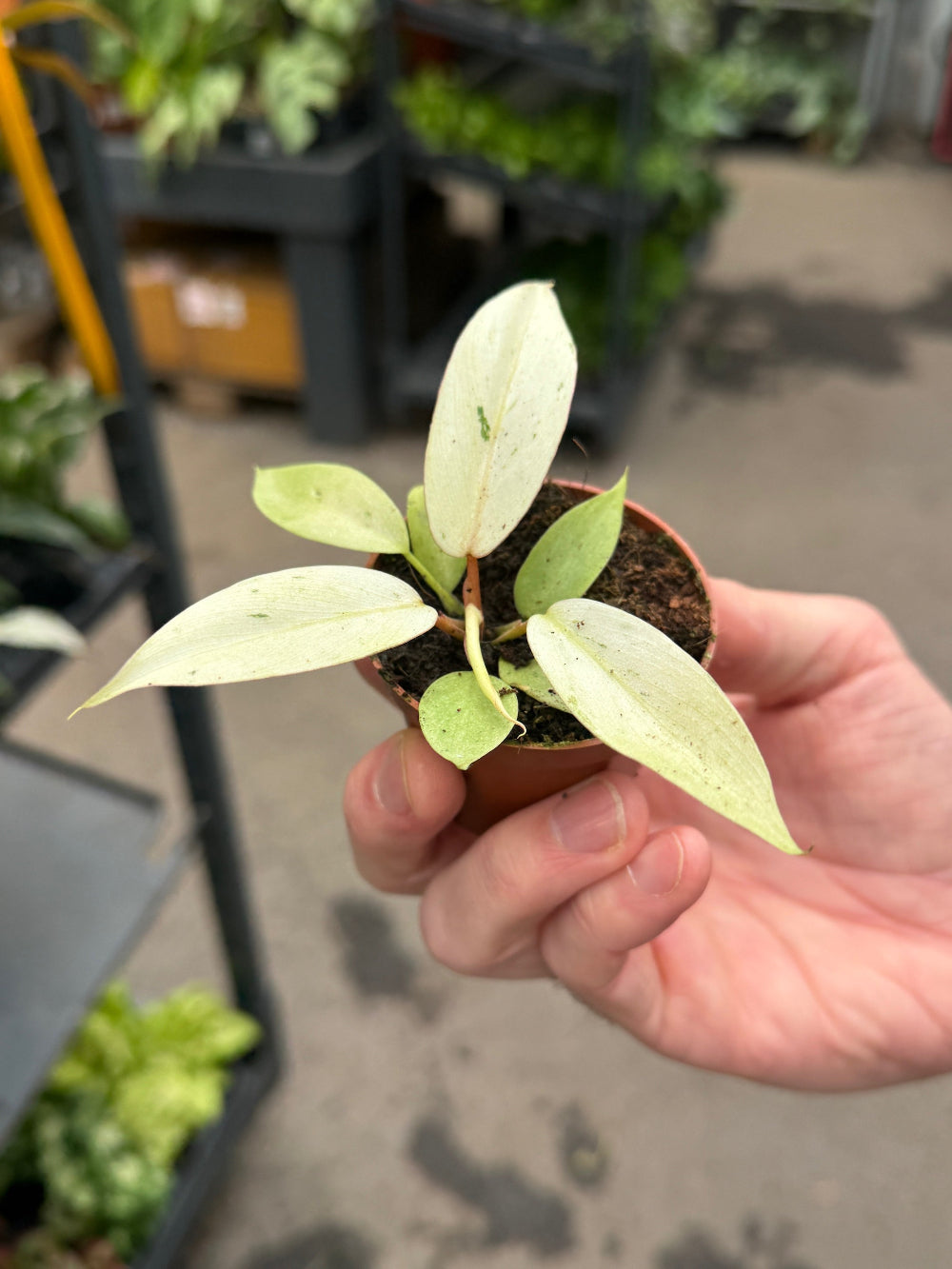 healthy philodendron snowdrift baby plant held in hand for scale