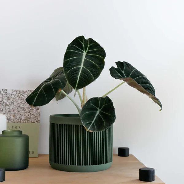 Minimum Design ‘Japan’ Planter | 3D Printed in France soft-green 1