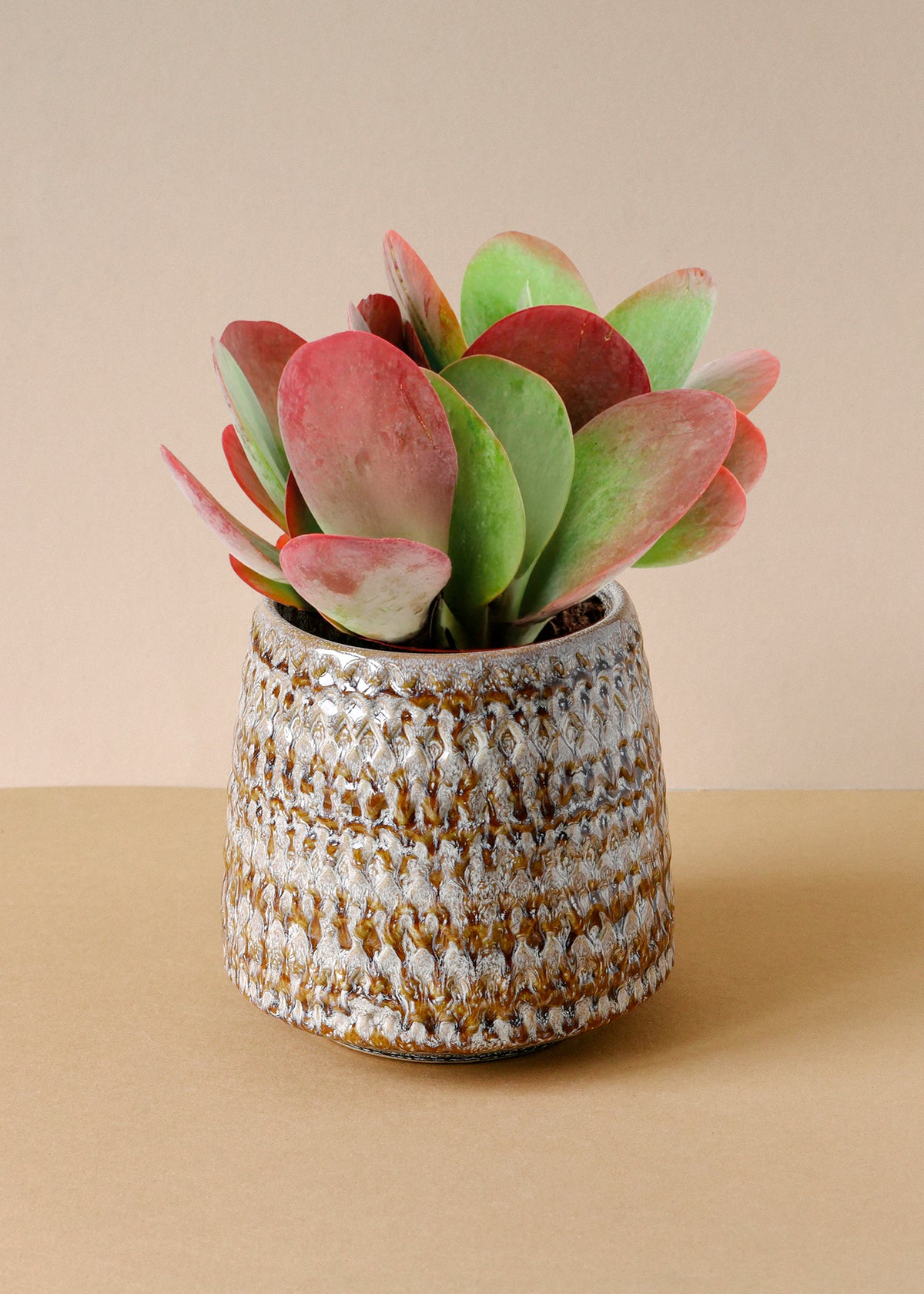 Kalanchoe Thyrsiflora Medium