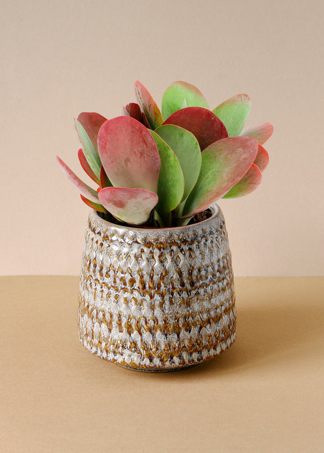 Kalanchoe Thyrsiflora Medium