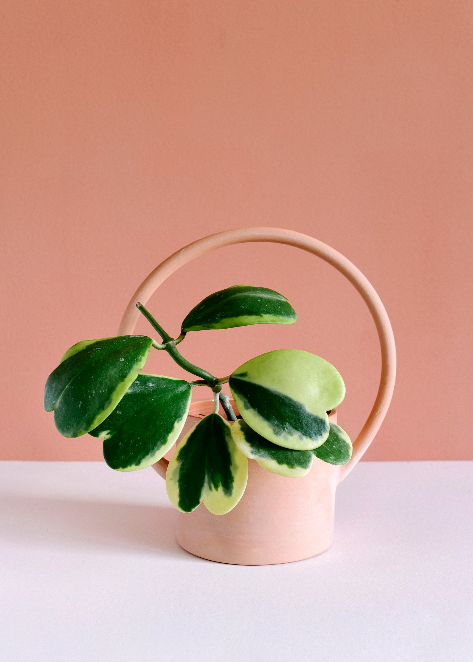 Hoya Kerrii Variegata